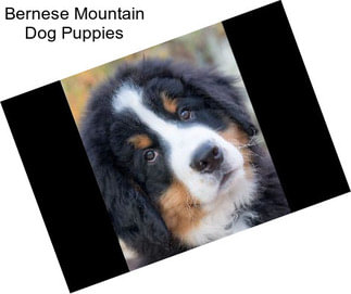 Bernese Mountain Dog Puppies