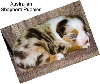 Australian Shepherd Puppies