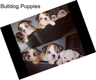 Bulldog Puppies