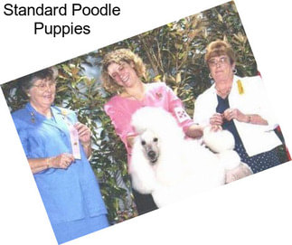 Standard Poodle Puppies