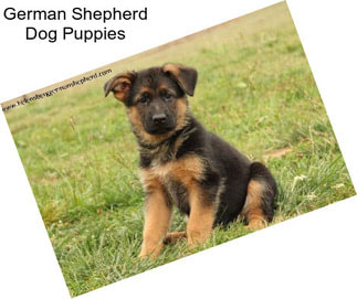 German Shepherd Dog Puppies