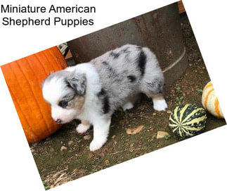 Miniature American Shepherd Puppies