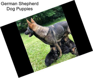 German Shepherd Dog Puppies