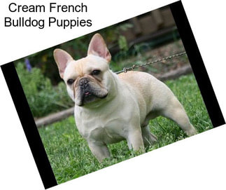 Cream French Bulldog Puppies