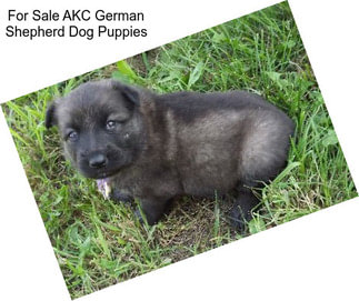 For Sale AKC German Shepherd Dog Puppies