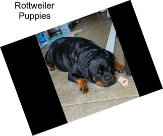 Rottweiler Puppies