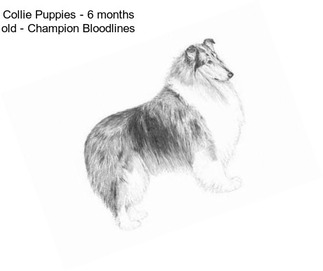 Collie Puppies - 6 months old - Champion Bloodlines