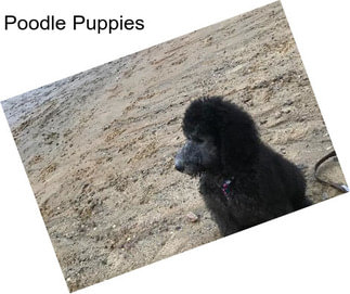 Poodle Puppies