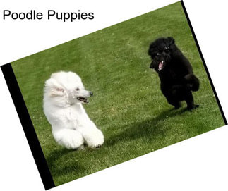 Poodle Puppies