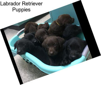 Labrador Retriever Puppies