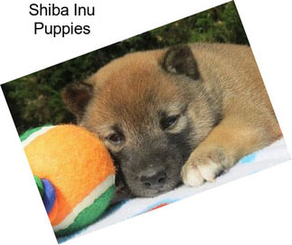 Shiba Inu Puppies