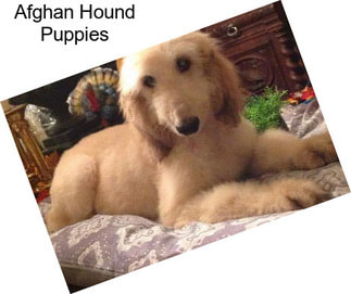 Afghan Hound Puppies