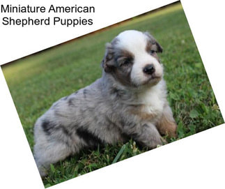 Miniature American Shepherd Puppies