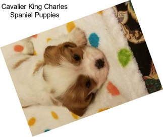 Cavalier King Charles Spaniel Puppies