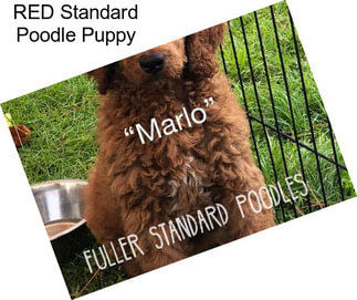RED Standard Poodle Puppy