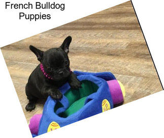 French Bulldog Puppies