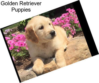 Golden Retriever Puppies