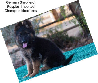 German Shepherd  Puppies Imported Champion bloodlines