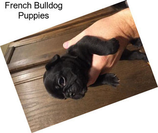 French Bulldog Puppies