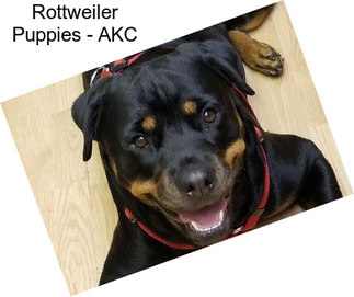 Rottweiler Puppies - AKC