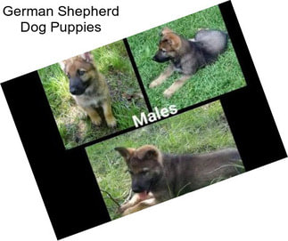 German Shepherd Dog Puppies