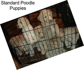 Standard Poodle Puppies