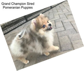 Grand Champion Sired Pomeranian Puppies