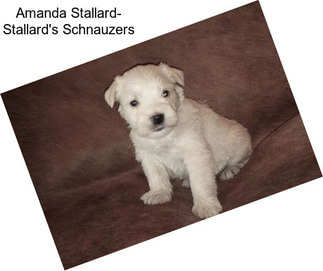 Amanda Stallard- Stallard\'s Schnauzers