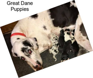 Great Dane Puppies