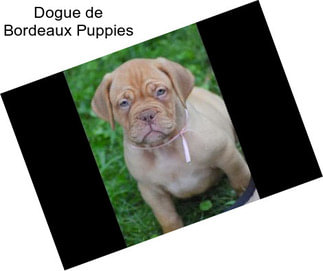 Dogue de Bordeaux Puppies