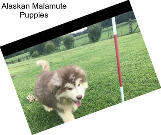 Alaskan Malamute Puppies