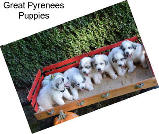 Great Pyrenees Puppies