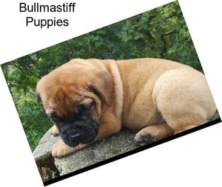 Bullmastiff Puppies