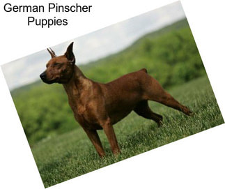 German Pinscher Puppies