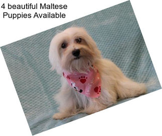 4 beautiful Maltese Puppies Available