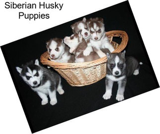 Siberian Husky Puppies