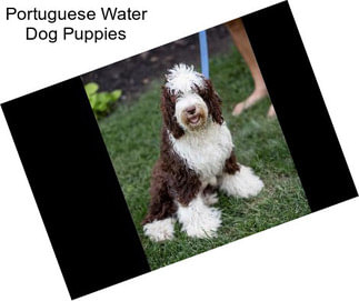 Portuguese Water Dog Puppies