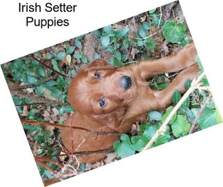 Irish Setter Puppies