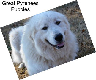 Great Pyrenees Puppies