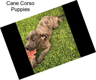 Cane Corso Puppies