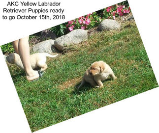 AKC Yellow Labrador Retriever Puppies ready to go October 15th, 2018