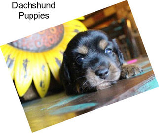 Dachshund Puppies