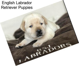 English Labrador Retriever Puppies