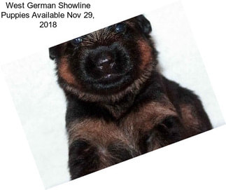 West German Showline Puppies Available Nov 29, 2018