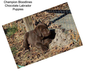 Champion Bloodlines Chocolate Labrador Puppies