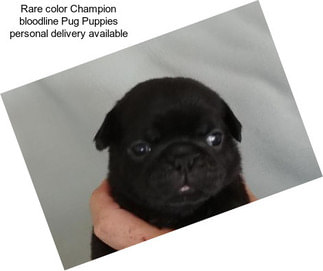 Rare color Champion bloodline Pug Puppies personal delivery available