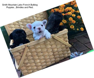 Smith Mountain Lake French Bulldog Puppies , Brindles and Pied.