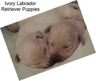 Ivory Labrador Retriever Puppies