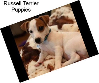 Russell Terrier Puppies