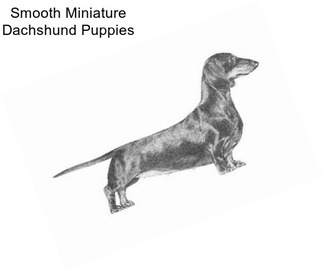 Smooth Miniature Dachshund Puppies